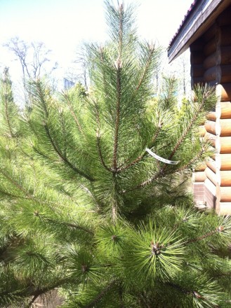 Сосна Крымская 1,5-3,1 м.
Дерево с земляным комом.

Посмотреть и выбрать можн. . фото 4