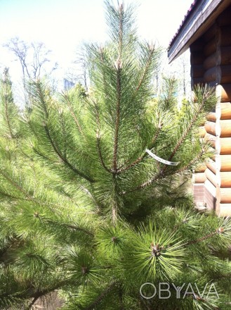 Сосна Крымская 1,5-3,1 м.
Дерево с земляным комом.

Посмотреть и выбрать можн. . фото 1