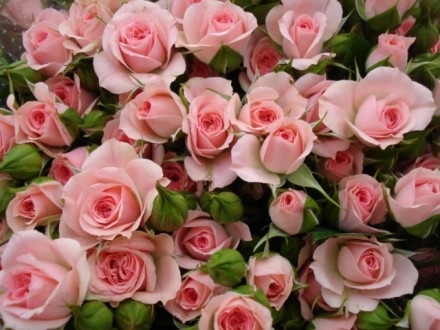 Саджанці троянд: плечисті, чайно-гібридні, спрей, ґрунтопокривні. Білі, червоні,. . фото 8