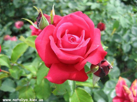 Саджанці троянд: плечисті, чайно-гібридні, спрей, ґрунтопокривні. Білі, червоні,. . фото 3