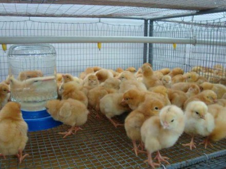 Продажа суточных цыплят мясояичной породы - испанка, редбро, королевская испанка. . фото 4