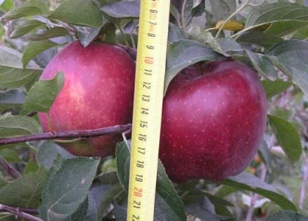 Питомник предлагает саженцы яблонь. В ассортименте около 20-ти сортов Ред Чиф (н. . фото 4