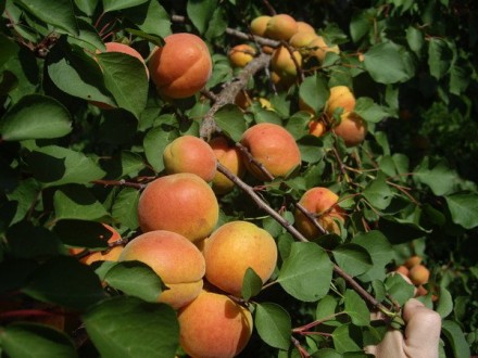 Питомник предлагает саженцы яблонь. В ассортименте около 20-ти сортов Ред Чиф (н. . фото 2