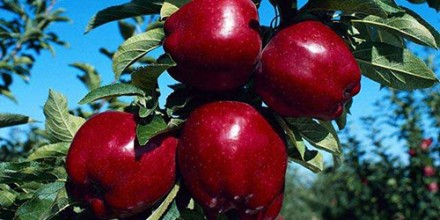 Питомник предлагает саженцы яблонь. В ассортименте около 20-ти сортов Ред Чиф (н. . фото 3