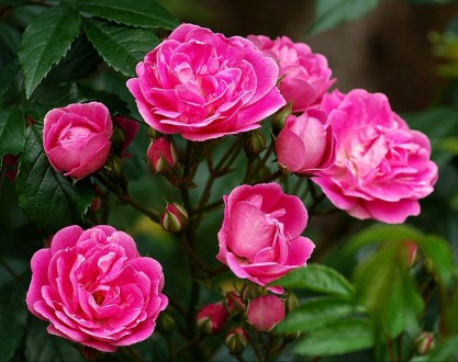 Саджанці троянд: плечисті, чайно-гібридні, спрей, ґрунтопокривні. Білі, червоні,. . фото 10