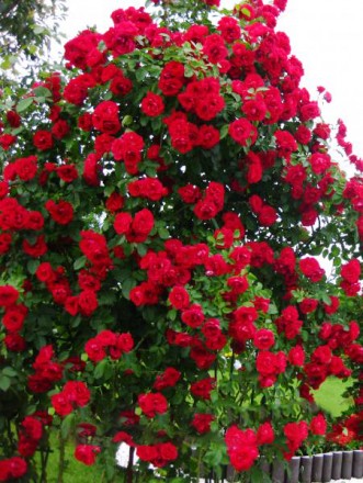 Саджанці троянд: плечисті, чайно-гібридні, спрей, ґрунтопокривні. Білі, червоні,. . фото 9
