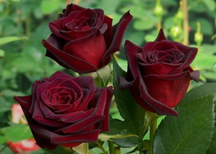 Саджанці троянд: плечисті, чайно-гібридні, спрей, ґрунтопокривні. Білі, червоні,. . фото 6