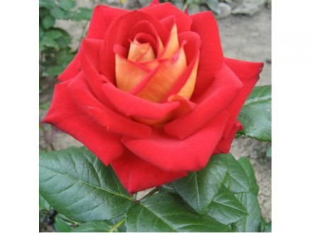 Саджанці троянд: плечисті, чайно-гібридні, спрей, ґрунтопокривні. Білі, червоні,. . фото 5