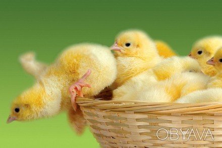 На постоянной основе реализуем цыплят разных пород птицы.
Опт и розница.
Наш с. . фото 1