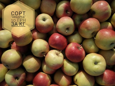 Доброго дня. Пропонуємо безкоштовну доставку  яблук, гранат, мандарин у місті Ст. . фото 8