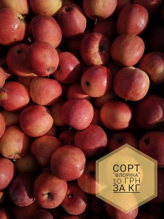 Доброго дня. Пропонуємо безкоштовну доставку  яблук, гранат, мандарин у місті Ст. . фото 4