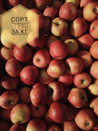 Доброго дня. Пропонуємо безкоштовну доставку  яблук, гранат, мандарин у місті Ст. . фото 9