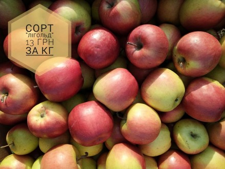 Доброго дня. Пропонуємо безкоштовну доставку  яблук, гранат, мандарин у місті Ст. . фото 6