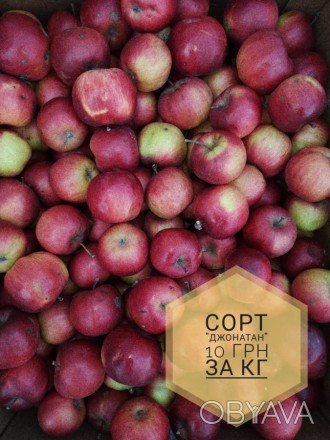Доброго дня. Пропонуємо безкоштовну доставку  яблук, гранат, мандарин у місті Ст. . фото 1