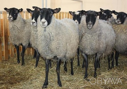 Продам кітні романівські вівці з малечею та меринос на утримання. Ціна 40грн. м.. . фото 1