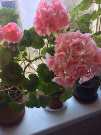 Продам от 50 гривен домашние красивые комнатные цветы-в хороших  ГОРШКАХ китайск. . фото 5