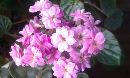 Продам от 50 гривен домашние красивые комнатные цветы-в хороших  ГОРШКАХ китайск. . фото 13