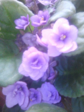 Продам от 50 гривен домашние красивые комнатные цветы-в хороших  ГОРШКАХ китайск. . фото 12