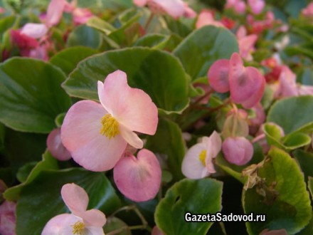Продам от 50 гривен домашние красивые комнатные цветы-в хороших  ГОРШКАХ китайск. . фото 6
