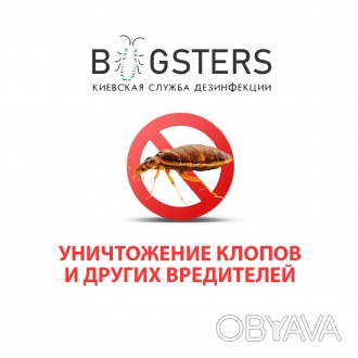 Компания Bugsters предоставляет услуги по уничтожению клопов в квартирах, отелях. . фото 1
