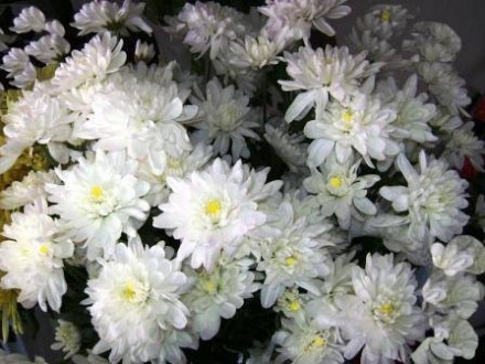 Продам от 15 грн уличные цветы и от 45 гривен домашние красивые комнатные цветы-. . фото 9