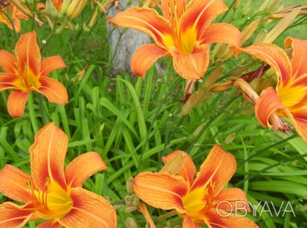 Лилейник (лилия) садовая оранжевая.

Лилейник можно высаживать на протяжении в. . фото 1