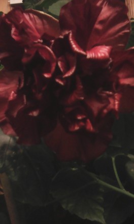 Комнатная Китайская Роза (Гибискус), очень красивый цветок, цветет почти круглый. . фото 7
