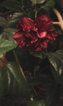 Комнатная Китайская Роза (Гибискус), очень красивый цветок, цветет почти круглый. . фото 6