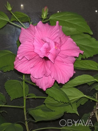 Ярко-розовый махровый.Фото цветения моё.Растение маленькое, но уже месяц в стака. . фото 1