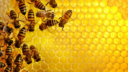 Предлагаю вкусный, натуральный, полезный мёд - 2019 года, со своей пасеки, светл. . фото 4