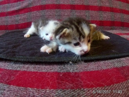 Три милых котенка-девочки ищут любящих хозяев! Котятам три недели, скоро станут . . фото 3