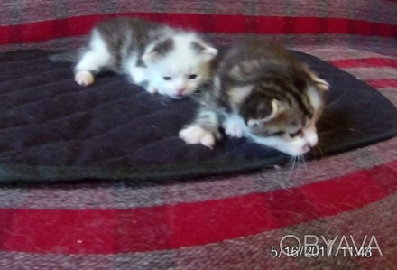 Три милых котенка-девочки ищут любящих хозяев! Котятам три недели, скоро станут . . фото 1