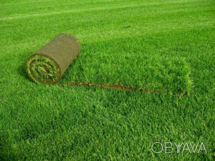 57 грн./кв.м.

Рулонные газоны пользуются заслуженной популярностью. Они предс. . фото 1