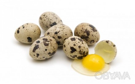 Домашнее перепелиное яйцо. 20шт. 18грн Тушка перепела 1кг 110грн.. . фото 1