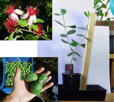 Продам саджанці вічнозеленої, плодової субтропічної рослини Фейхоа (один з саджа. . фото 2