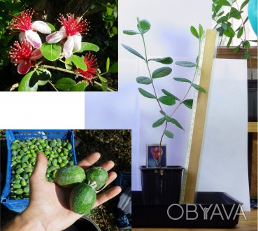 Продам саджанці вічнозеленої, плодової субтропічної рослини Фейхоа (один з саджа. . фото 1