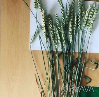 Семена безостой пшеницы двуручки Новелл (Noovell).
1-репродукция.
Влажность-12. . фото 1