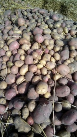 ДОМАШНЯ картопля, екологічно чиста, вирощена для себе, продаємо надлишки. Тел. 6. . фото 4