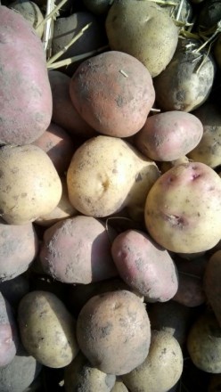 ДОМАШНЯ картопля, екологічно чиста, вирощена для себе, продаємо надлишки. Тел. 6. . фото 2