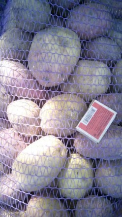 ДОМАШНЯ картопля, екологічно чиста, вирощена для себе, продаємо надлишки. Тел. 6. . фото 3