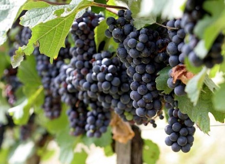 Продам виноград винный и для соков, и покушать, сладкий, сочный, 2 сорта - Кудри. . фото 3