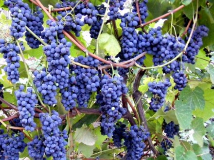 Продам виноград винный и для соков, и покушать, сладкий, сочный, 2 сорта - Кудри. . фото 2