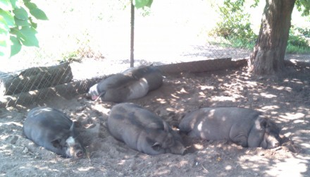 Продам вьетнамских вислобрюхих свинок.
В наличии 4 самки. Возраст 10 месяцев.
. . фото 2