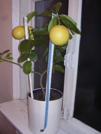Продам 1-2-х годичные  саженцы лимона Пандероза.. . фото 2