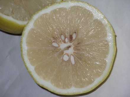 Продам 1-2-х годичные  саженцы лимона Пандероза.. . фото 5
