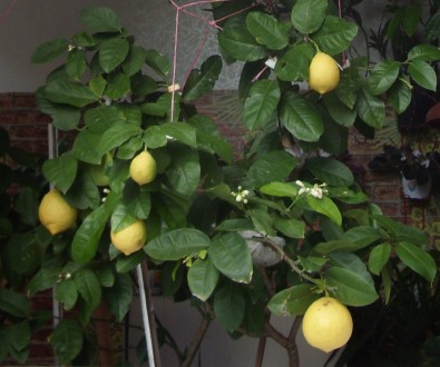 Продам 1-2-х годичные  саженцы лимона Пандероза.. . фото 4