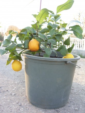 Продам саженцы лимона Мейера.. . фото 2