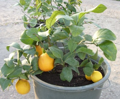 Продам саженцы лимона Мейера.. . фото 3
