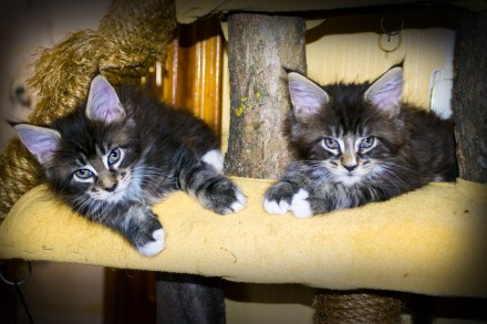 Чистокровные котята мейн-кун, дата рождения 18.12.2017 года.
В наличии три котё. . фото 7