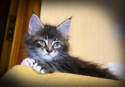 Чистокровные котята мейн-кун, дата рождения 18.12.2017 года.
В наличии три котё. . фото 6